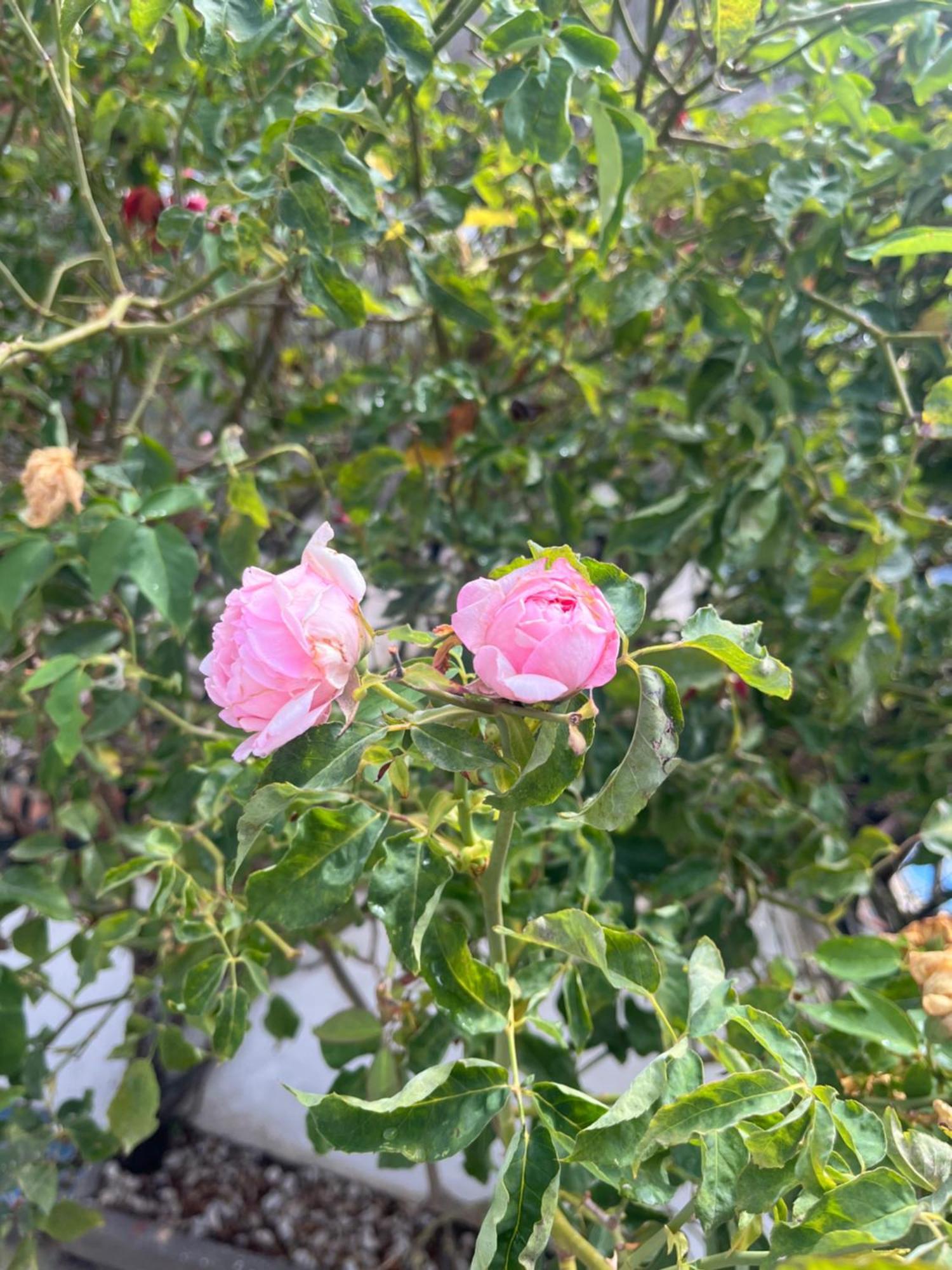 伊斯基亚Casa Delle Rose公寓 外观 照片